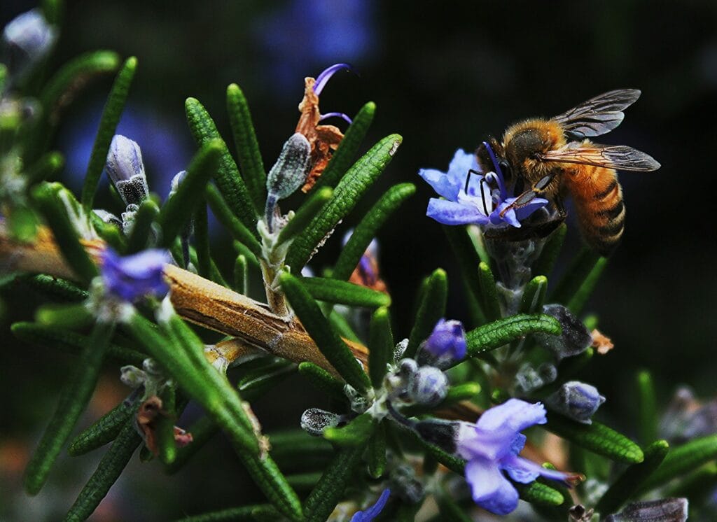 nature-credits-eu-biodiversity-ohana-public-affairs