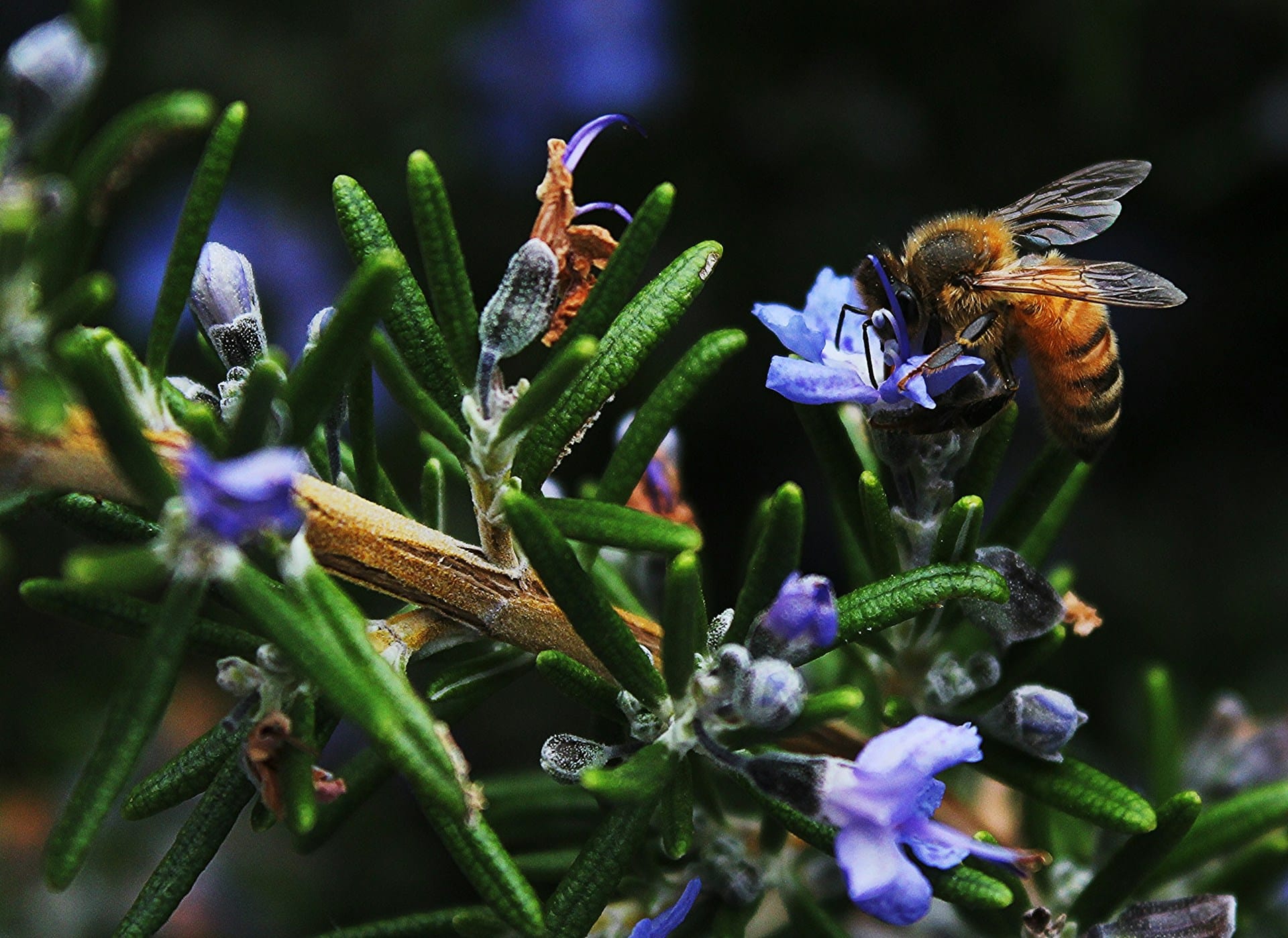nature-credits-eu-biodiversity-ohana-public-affairs